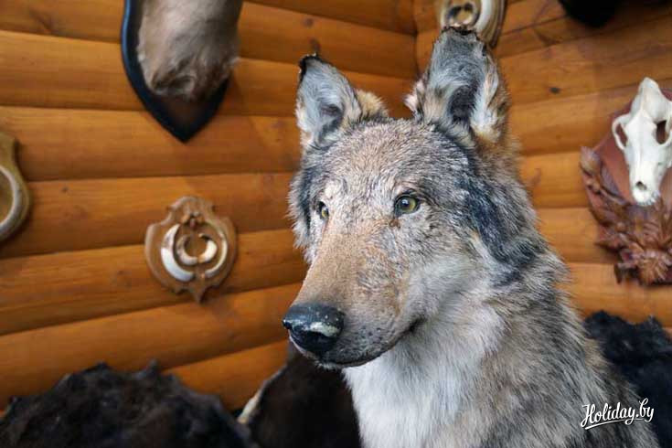 В Гомельской области можно также поохотится на волка